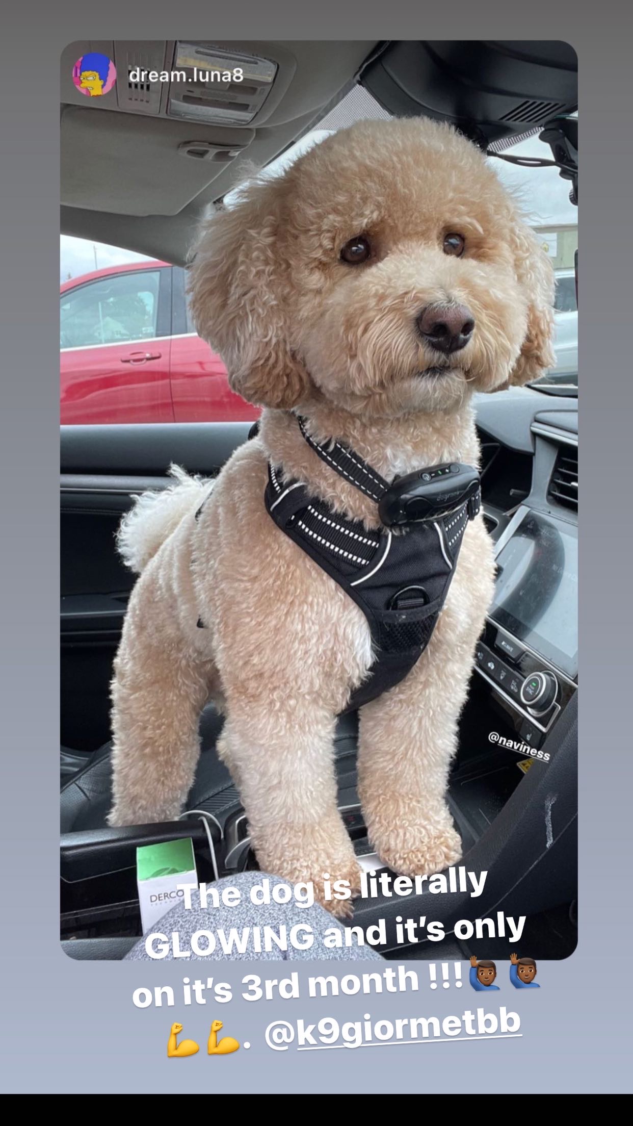 dream.luna8 — real K9GourmetBB customer result