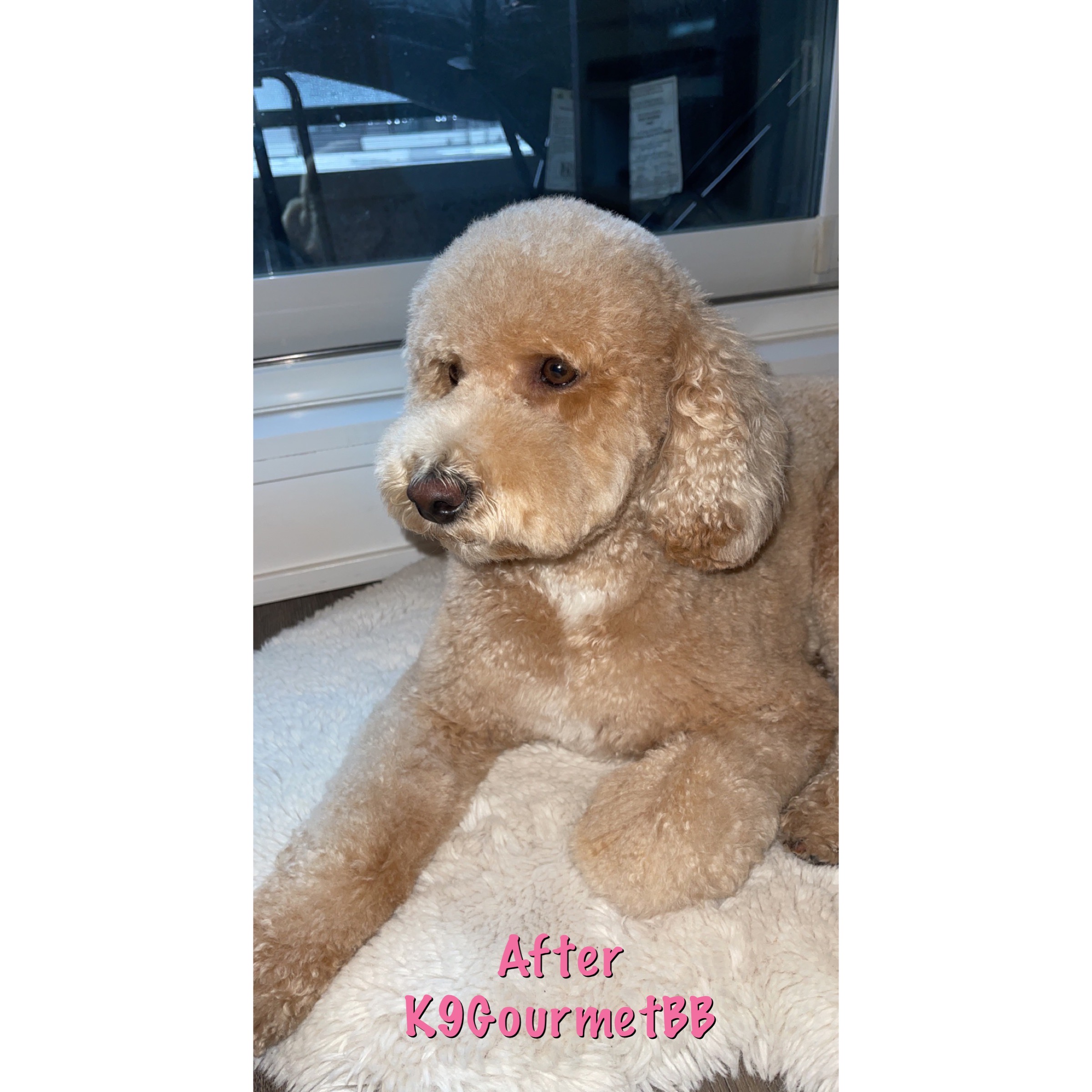Benzy the Golden Doodle — K9GourmetBB original taste tester