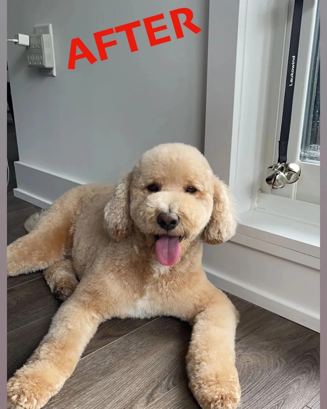 After K9GourmetBB — Benzy thriving on Barkin' Bites raw diet