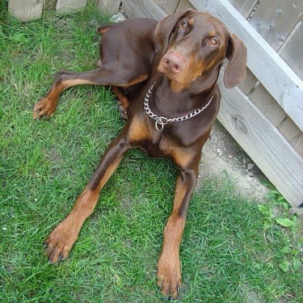 Giovani — the Doberman who inspired K9GourmetBB