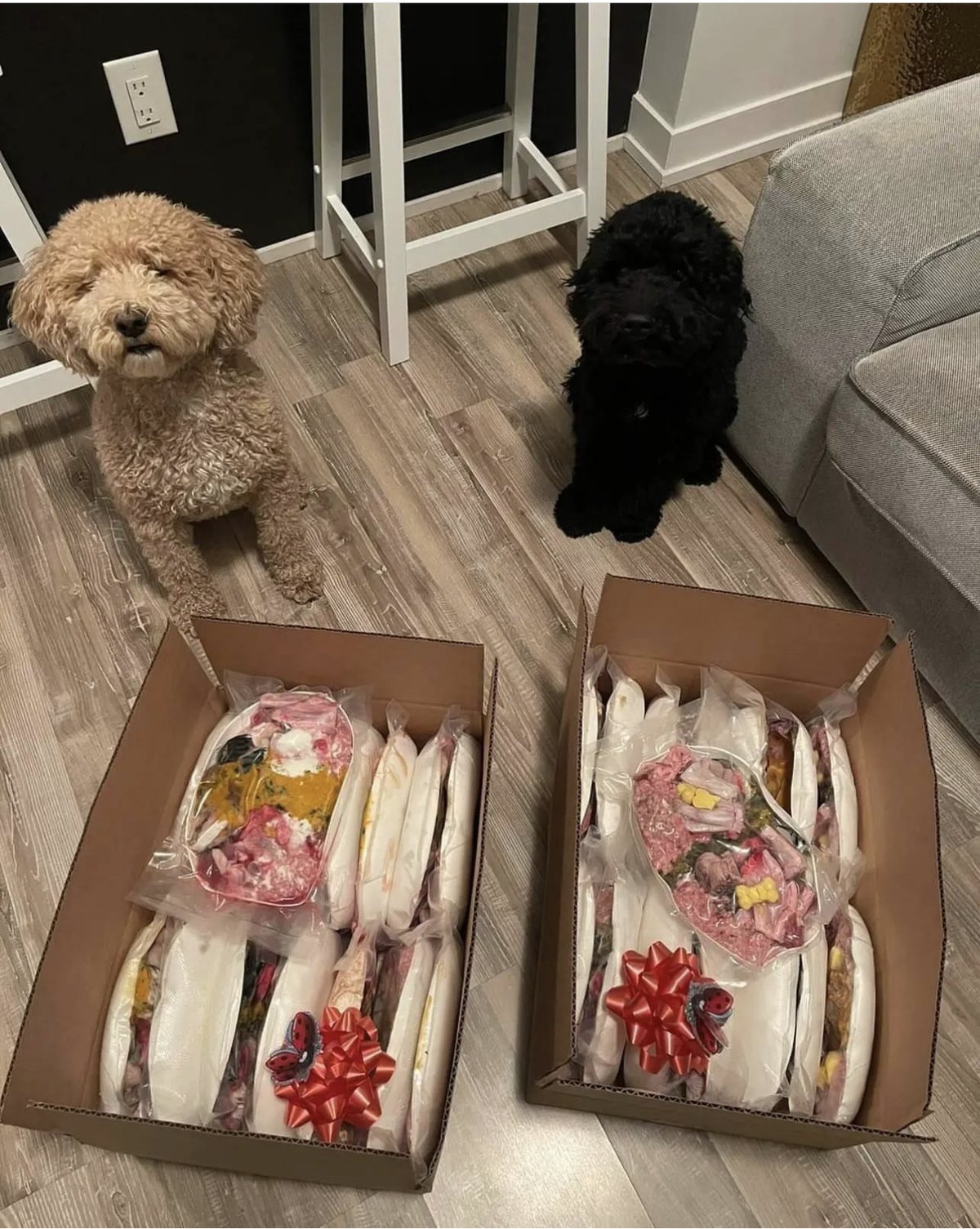 K9GourmetBB customer dogs
